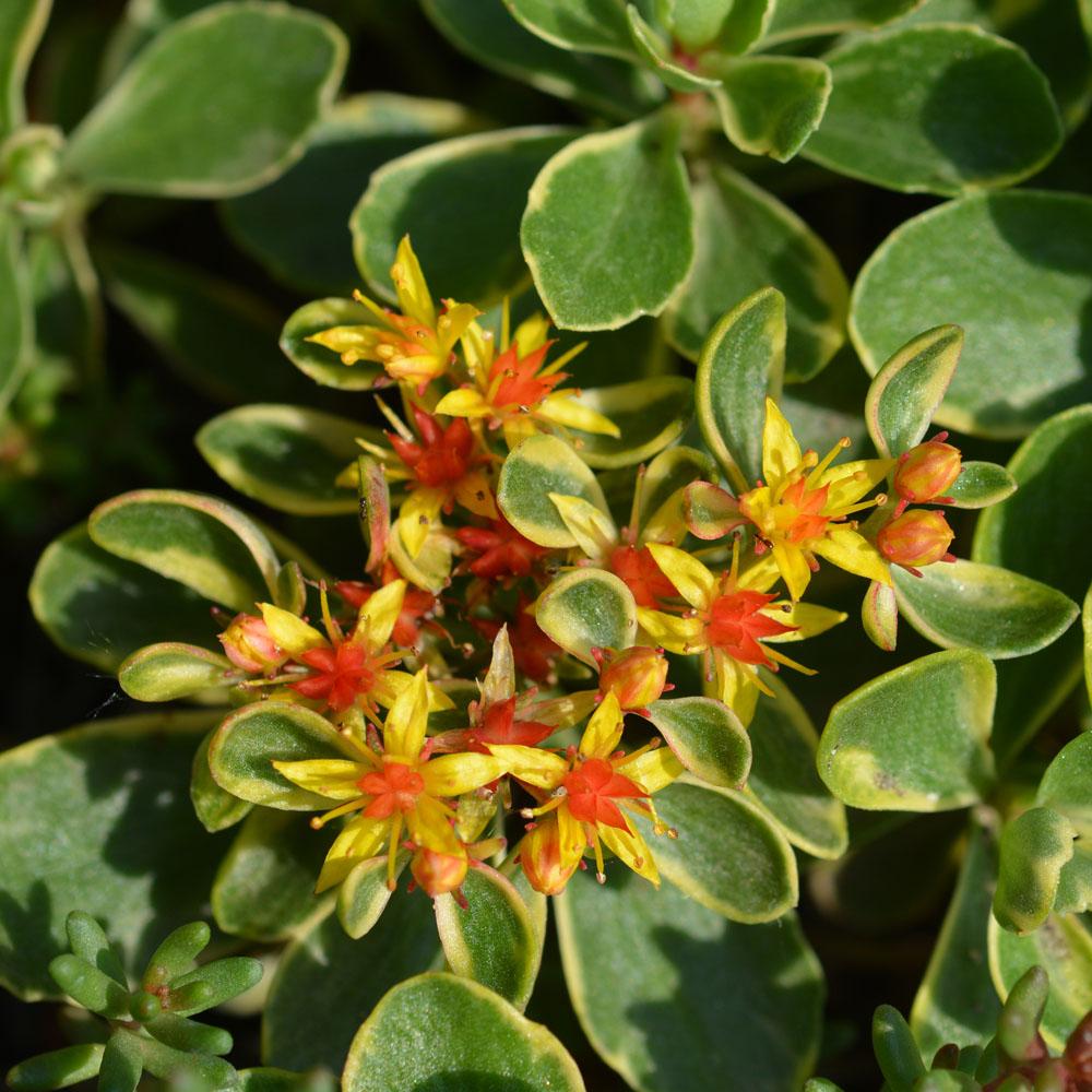 G448 Sedum Kamtschaticum Variegatum 17 Dd27ffe6 77ba 4f5f 8add 0ad01ad4e78f from www redcrocus com