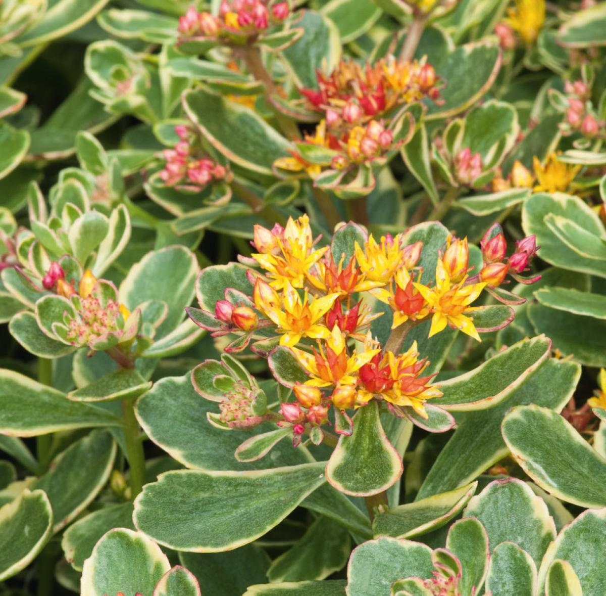 G448 Sedum Kamtschaticum Variegatum 18 F361d571 7639 432c A1bf 485e1187fb7b from www redcrocus com