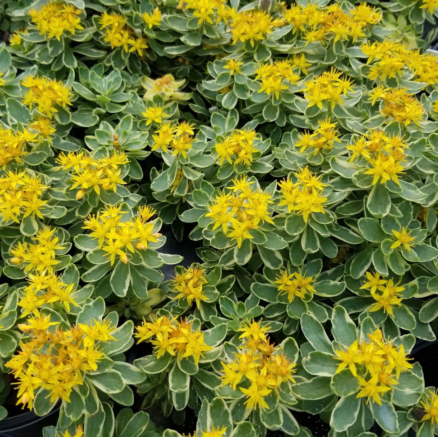 G448 Sedum Kamtschaticum Variegatum 1 9a2226e1 Adcf 4eb4 90dd 0457ba46a529 from www redcrocus com