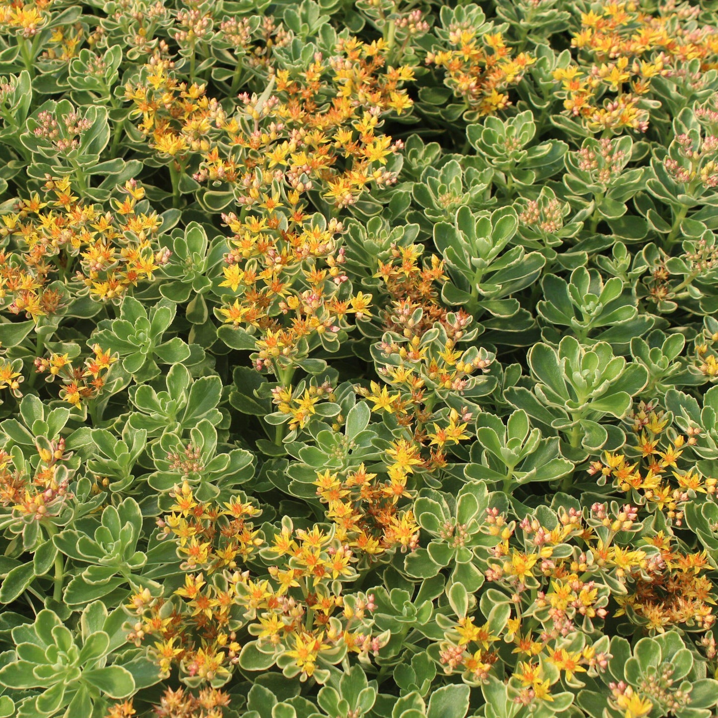 G448 Sedum Kamtschaticum Variegatum 2 B611461e 3584 444d Bf5d Da6afa67e8e7 from www redcrocus com
