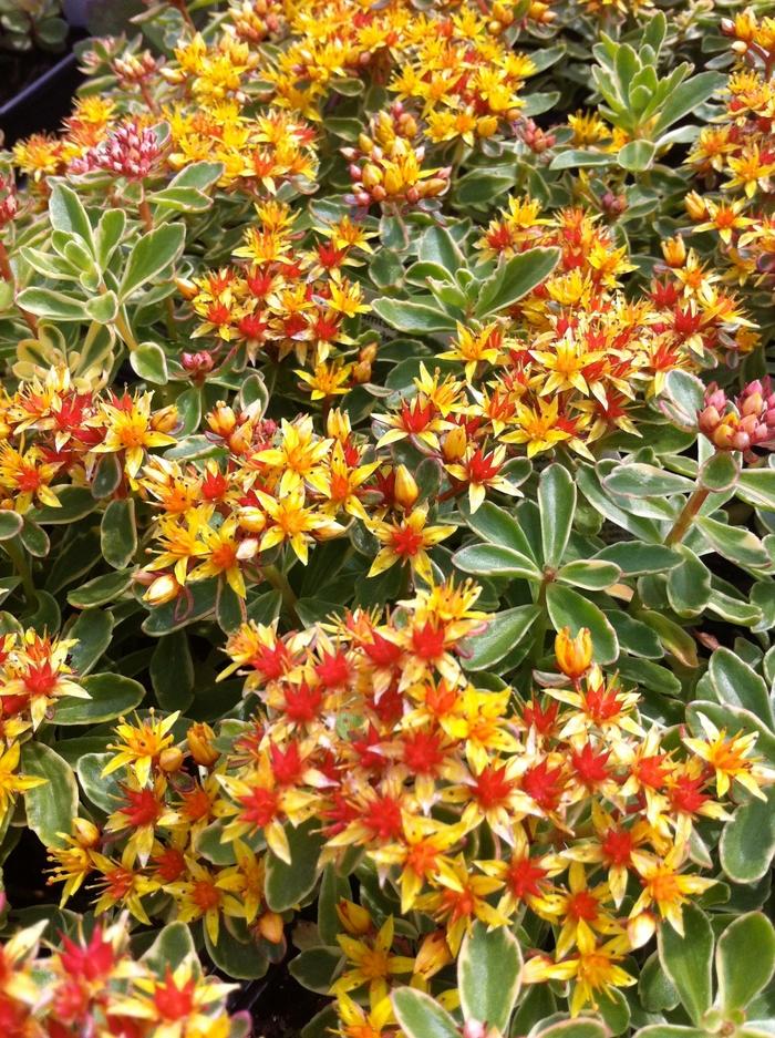 G448 Sedum Kamtschaticum Variegatum 3 5e87f216 Ae79 46ed 9c8c 34370e2b37ae from www redcrocus com