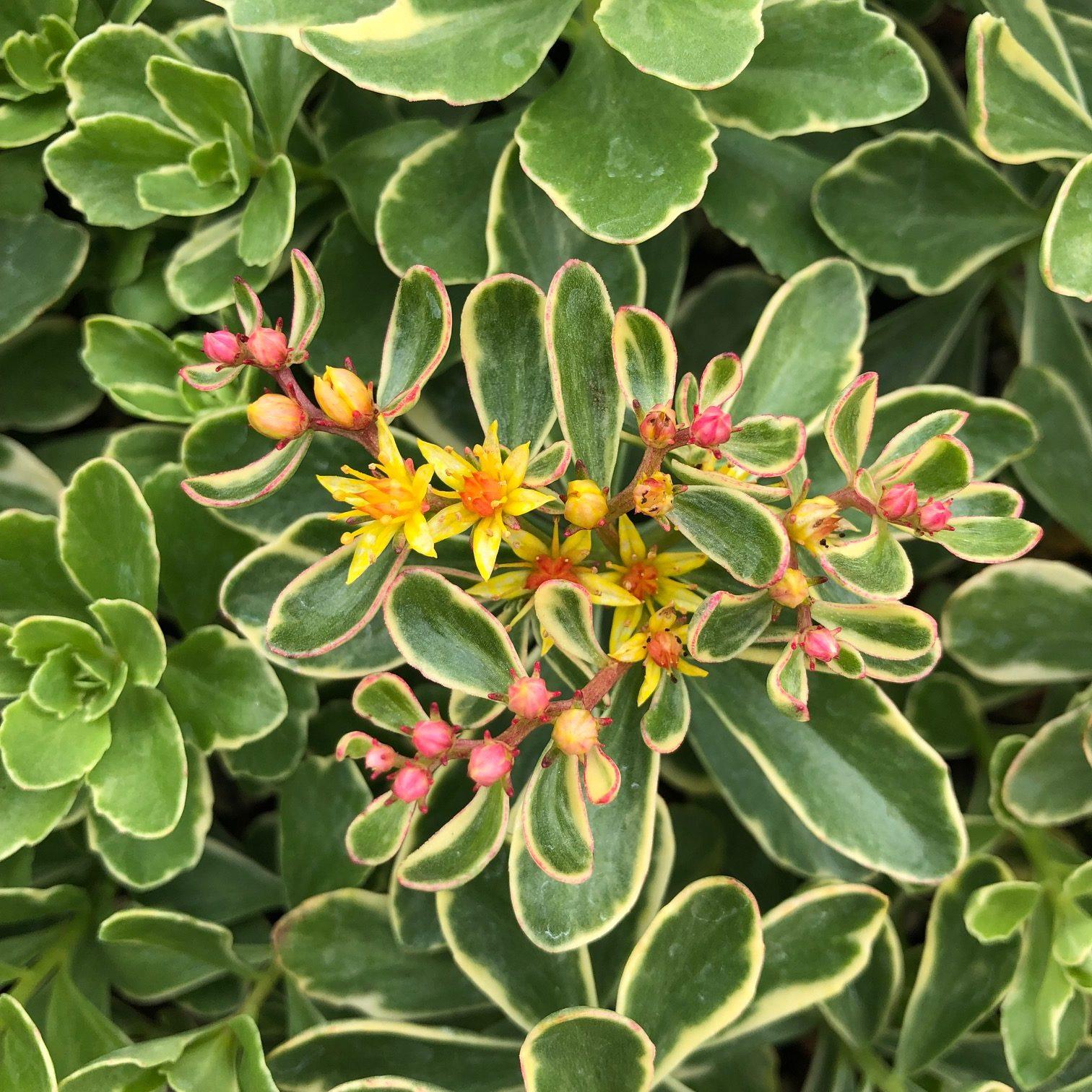 G448 Sedum Kamtschaticum Variegatum 4 35546a7f 0717 42f0 A604 10dd65ade157 from www redcrocus com