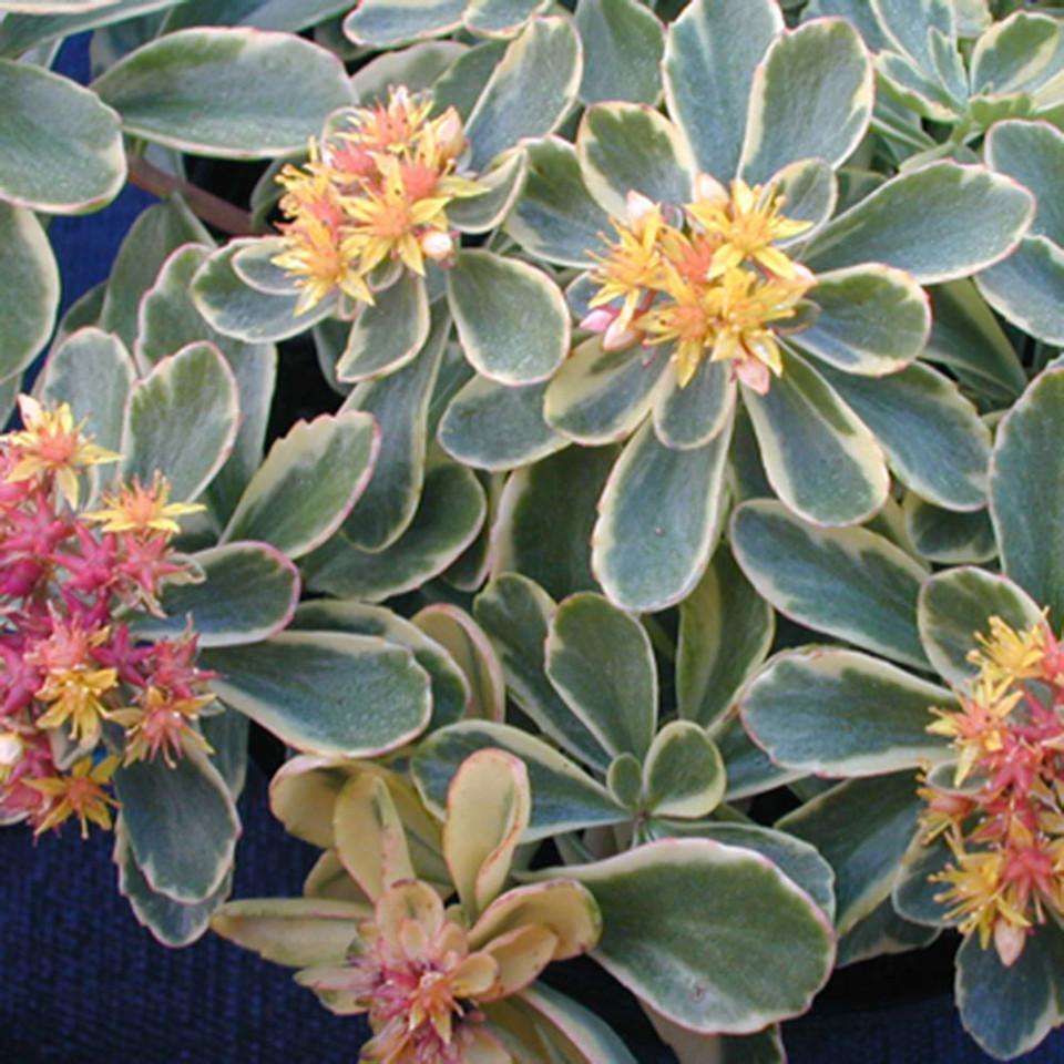 G448 Sedum Kamtschaticum Variegatum 5 9911c777 7bcd 44cb 808c F3924ac63ca0 from www redcrocus com