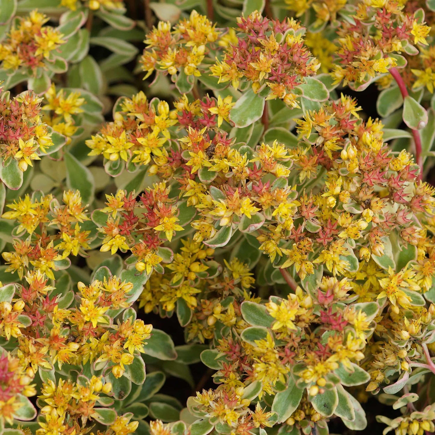 G448 Sedum Kamtschaticum Variegatum 6 Dbc00e97 F38d 4a26 8590 0cb6c08d3022 from www redcrocus com