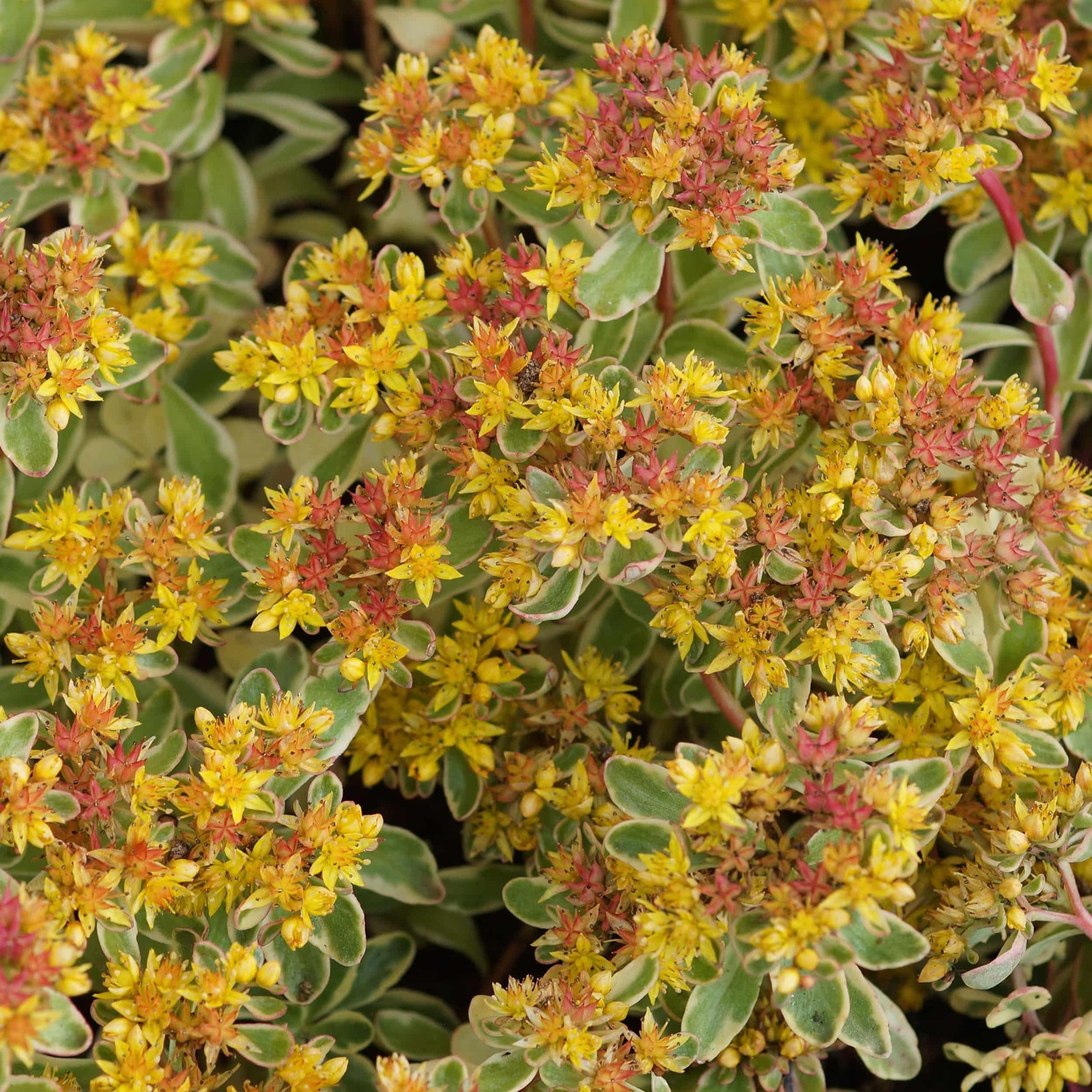 G448 Sedum Kamtschaticum Variegatum 6 Dbc00e97 F38d 4a26 8590 0cb6c08d3022 from www redcrocus com