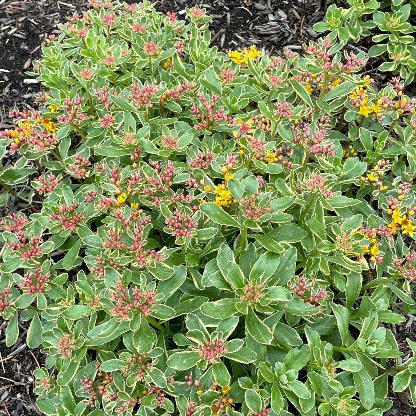 G448 Sedum Kamtschaticum Variegatum 7 E8787dfc 5c75 44e4 94c6 4eda163e5670 from www redcrocus com