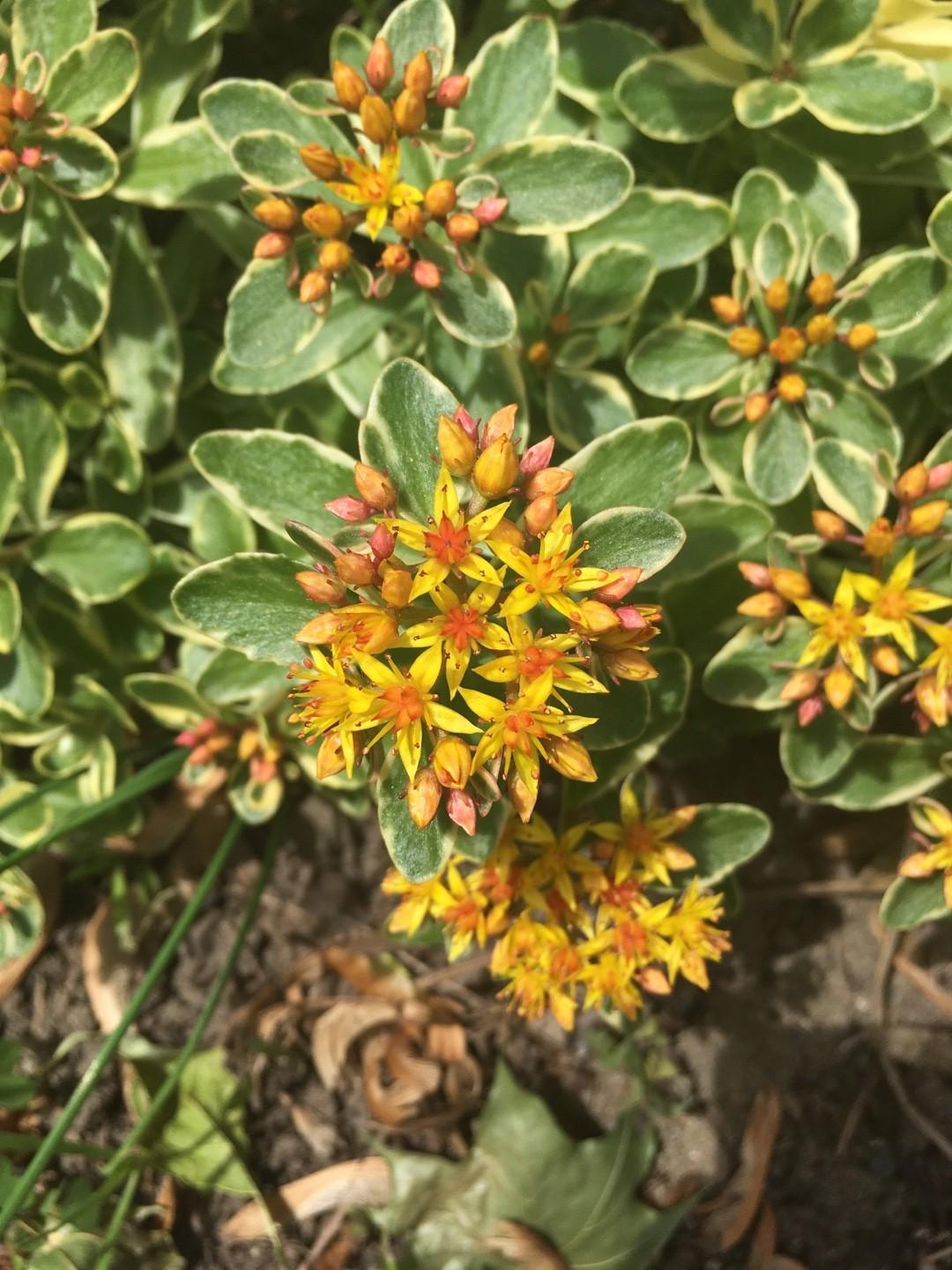 G448 Sedum Kamtschaticum Variegatum 9 09bf253b 14e7 4ff5 B043 E4570fcf33da from www redcrocus com