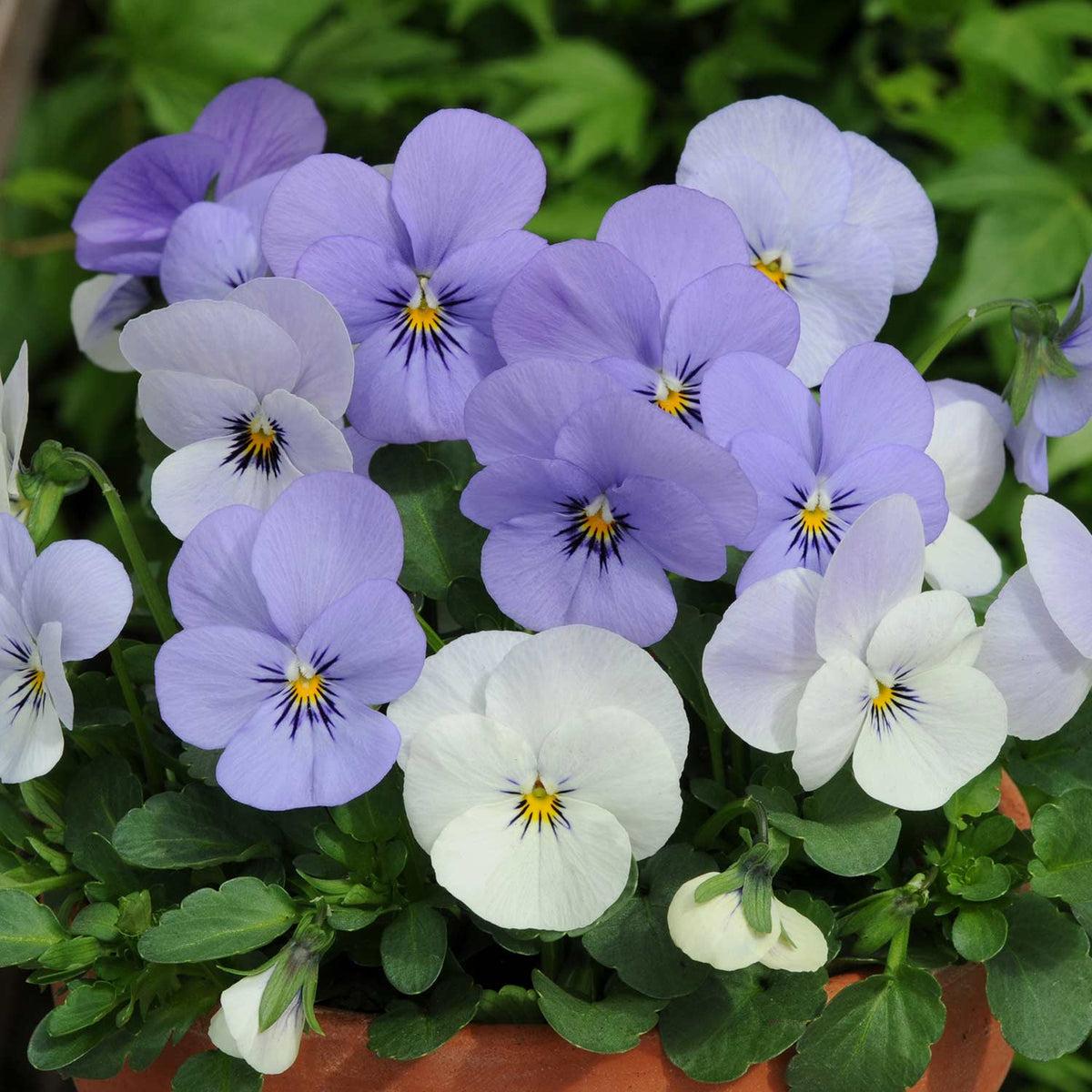 G463 Viola Cornuta Sorbet Yesterday Today Tomorrow 11 Fd522a65 2a36 47bf B2d2 7d9ee53e0b4f from www redcrocus com