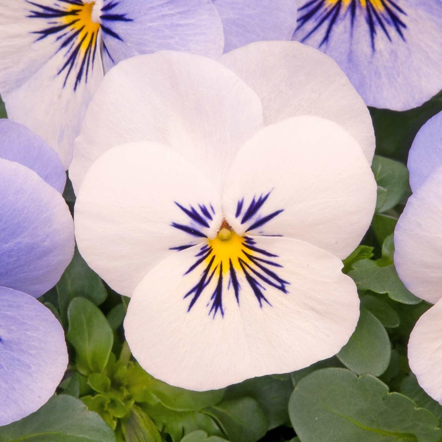 G463 Viola Cornuta Sorbet Yesterday Today Tomorrow 14 Df0aa8b4 C069 46b5 A684 07dd50ff44db from www redcrocus com