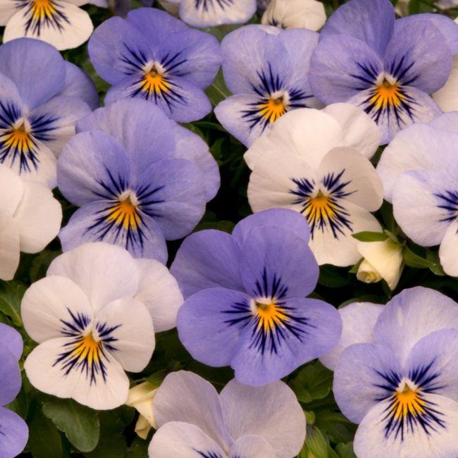 G463 Viola Cornuta Sorbet Yesterday Today Tomorrow 4 B4e31911 6b35 49cd 9d54 C452b09a9fa8 from www redcrocus com