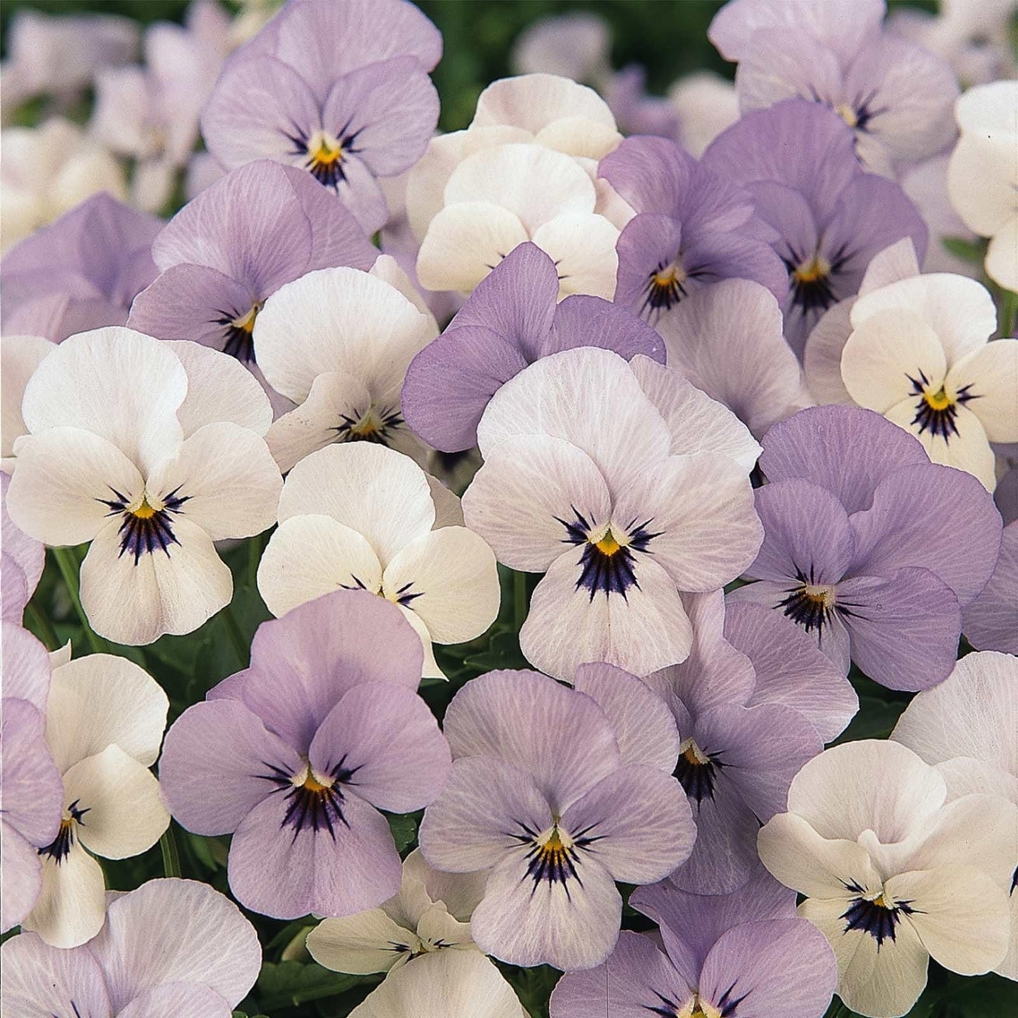 G463 Viola Cornuta Sorbet Yesterday Today Tomorrow 5 C7fd188a 0d4b 43ec Aa60 56177ce13320 from www redcrocus com
