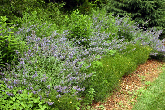 G474 Nepeta Racemosa 'walker's Low' - View 8 from www redcrocus com