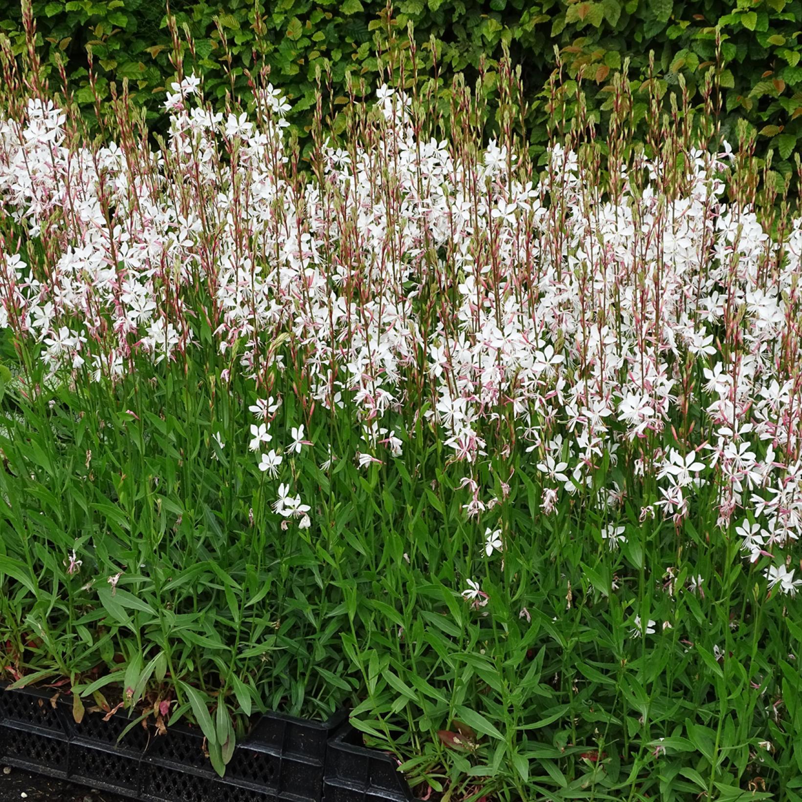 G488 Gaura Lindheimeri Whirling Butterflies - View 15 from www redcrocus com