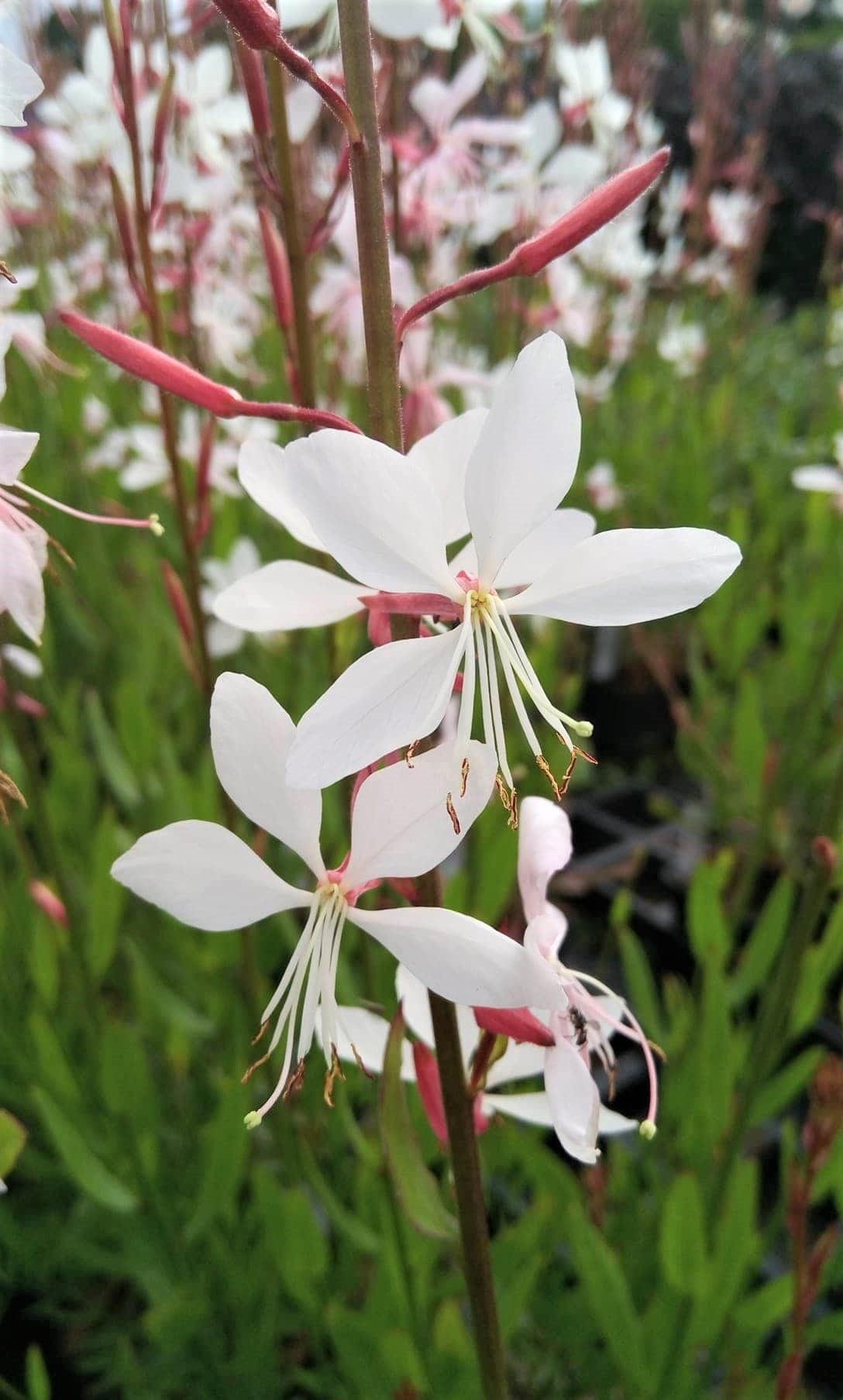 G488 Gaura Lindheimeri Whirling Butterflies - View 16 from www redcrocus com