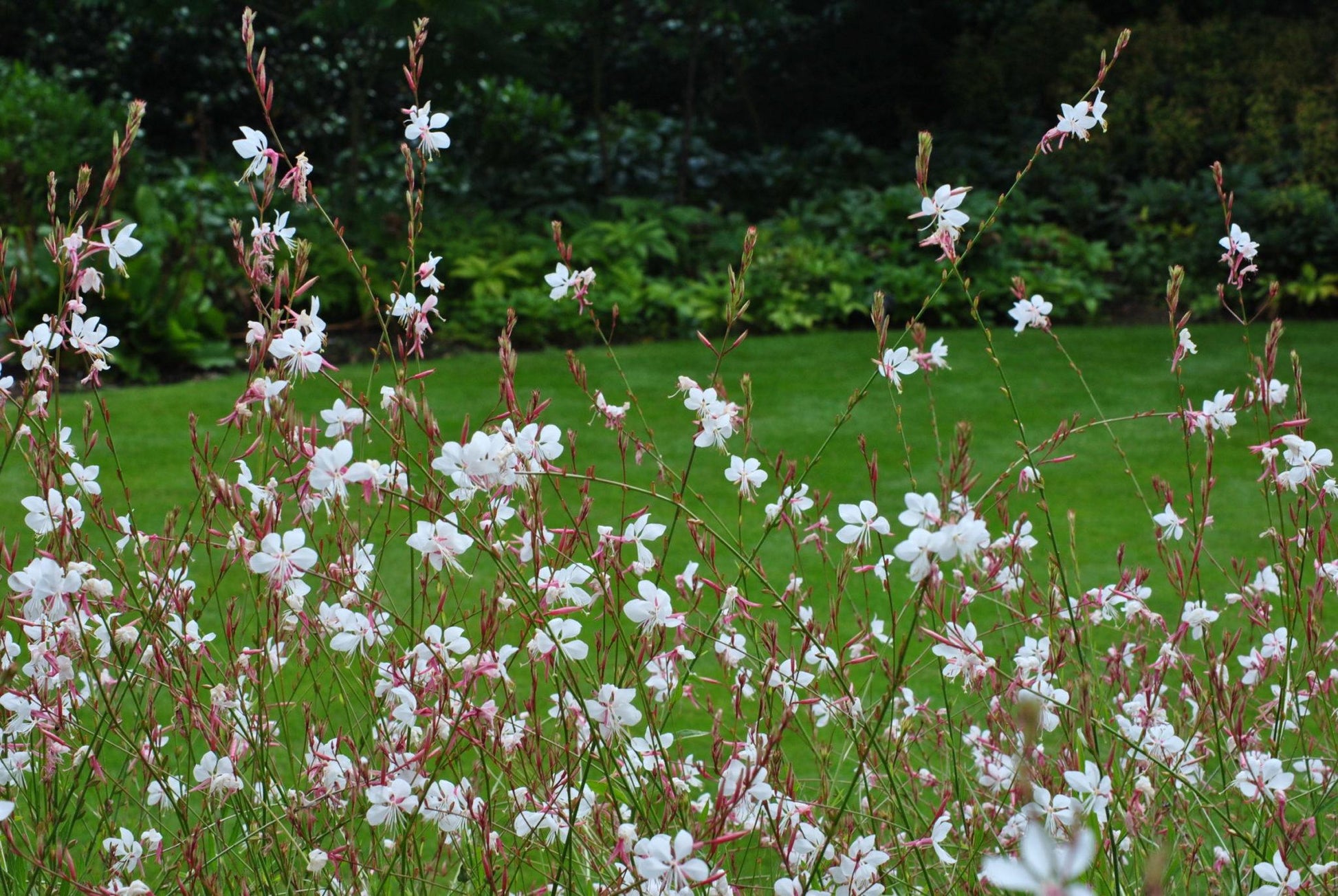 G488 Gaura Lindheimeri Whirling Butterflies - View 17 from www redcrocus com