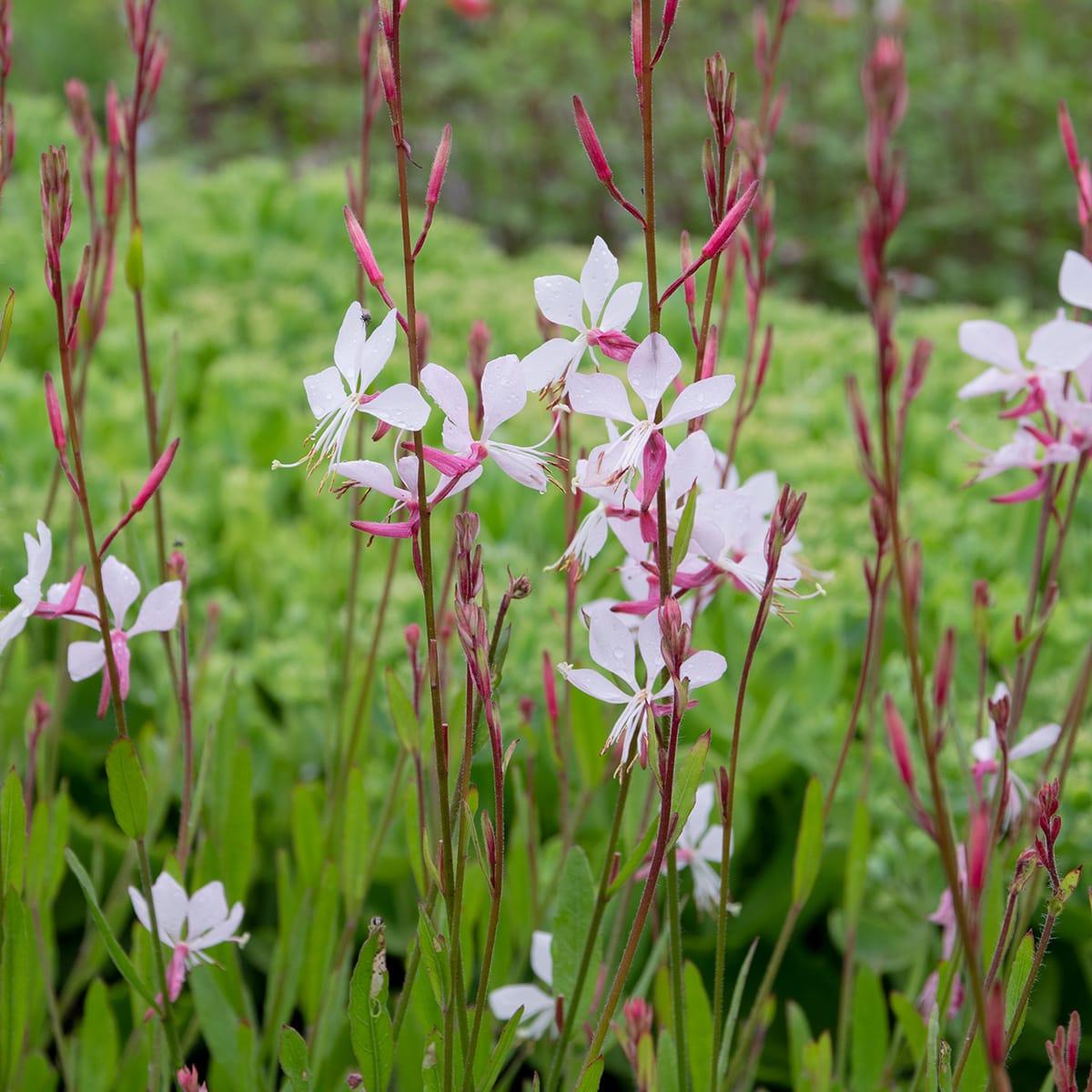 G488 Gaura Lindheimeri Whirling Butterflies - View 2 from www redcrocus com