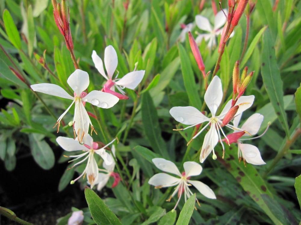 G488 Gaura Lindheimeri Whirling Butterflies - View 4 from www redcrocus com