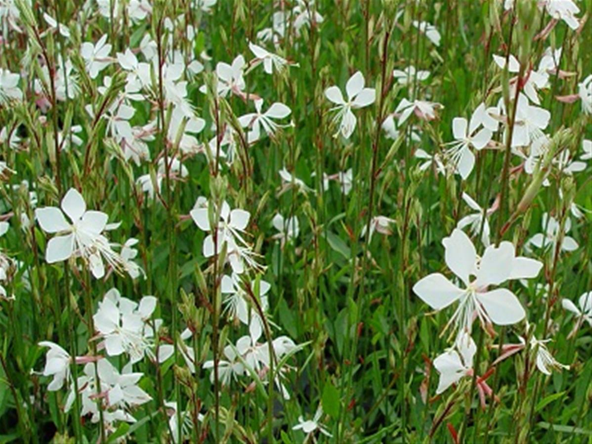 G488 Gaura Lindheimeri Whirling Butterflies - View 7 from www redcrocus com