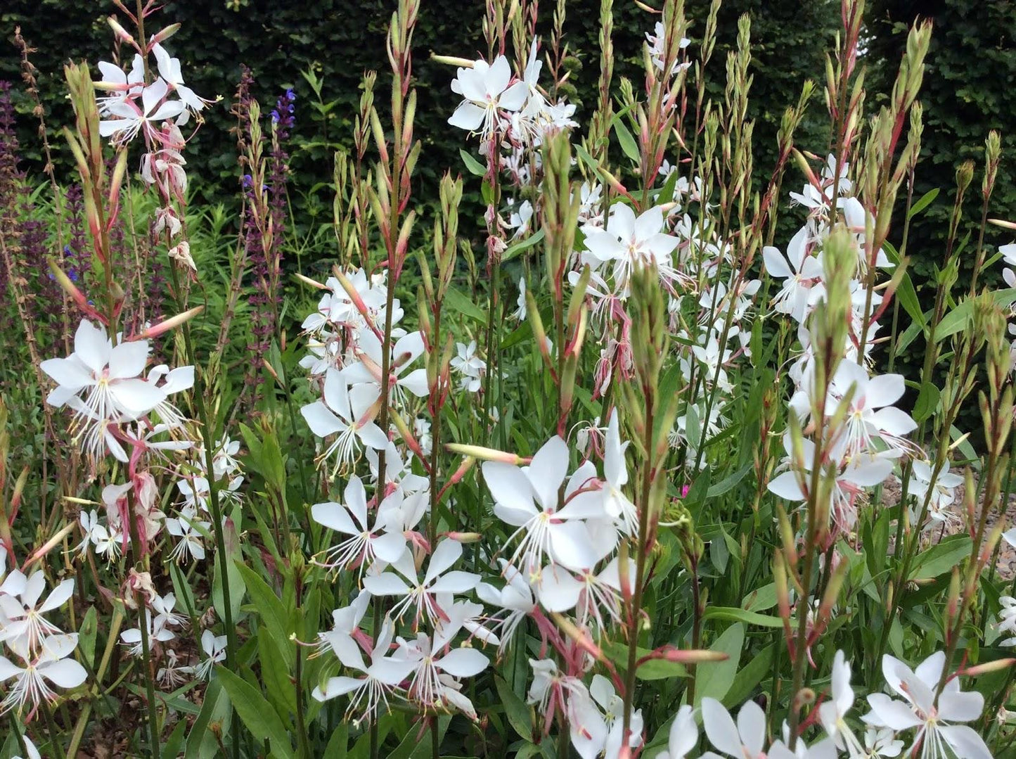 G488 Gaura Lindheimeri Whirling Butterflies - View 8 from www redcrocus com