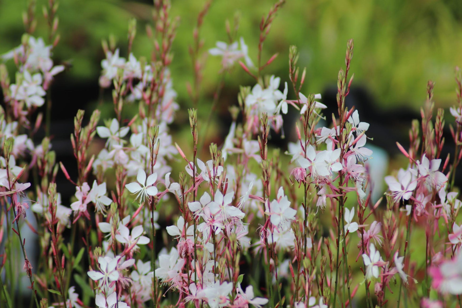 G488 Gaura Lindheimeri Whirling Butterflies - View 9 from www redcrocus com