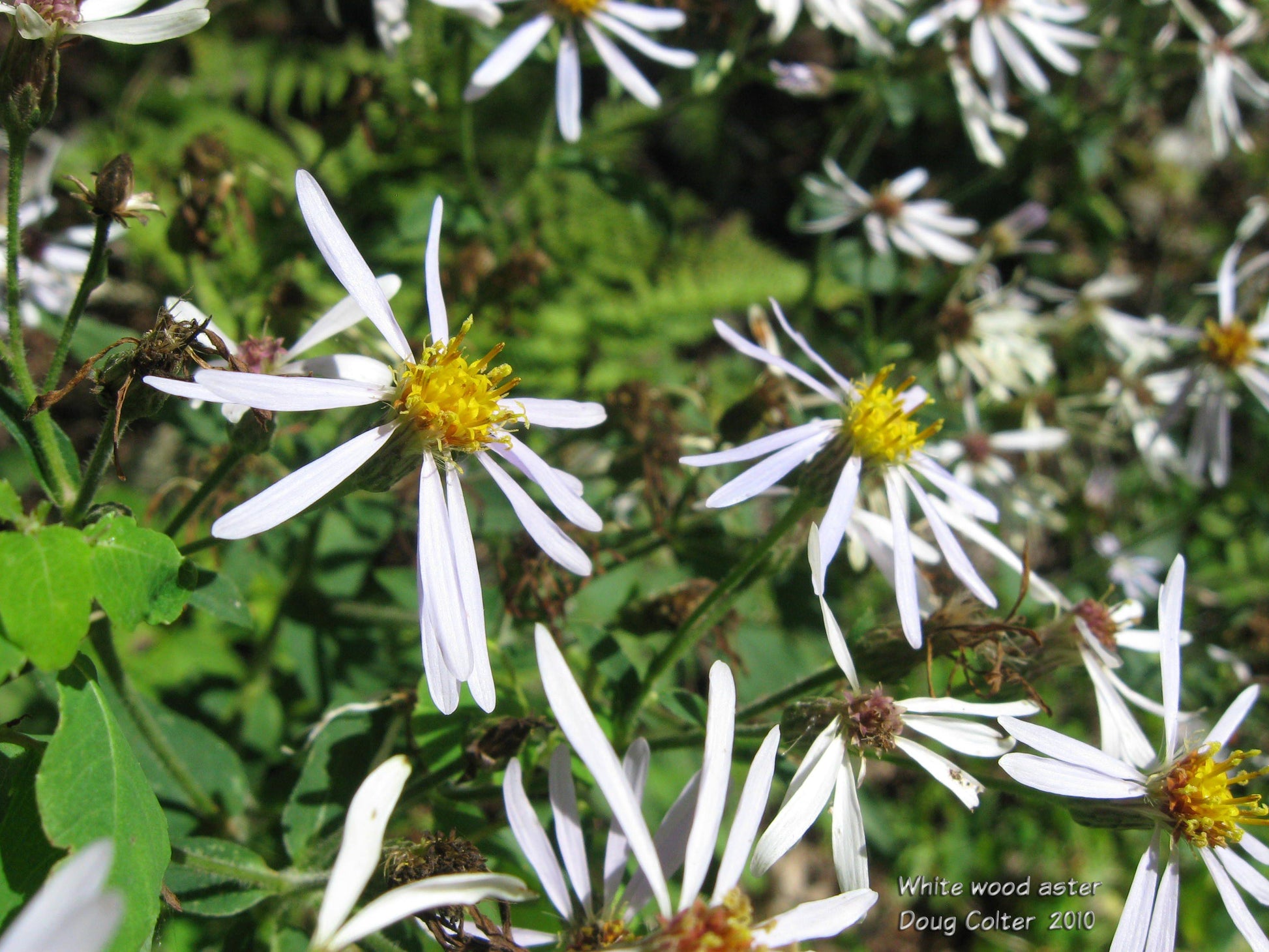 G5013 Aster Divaricatus 10 3c2b7e5c 1782 45b2 A18e 9c34e65aa5c4 from www redcrocus com