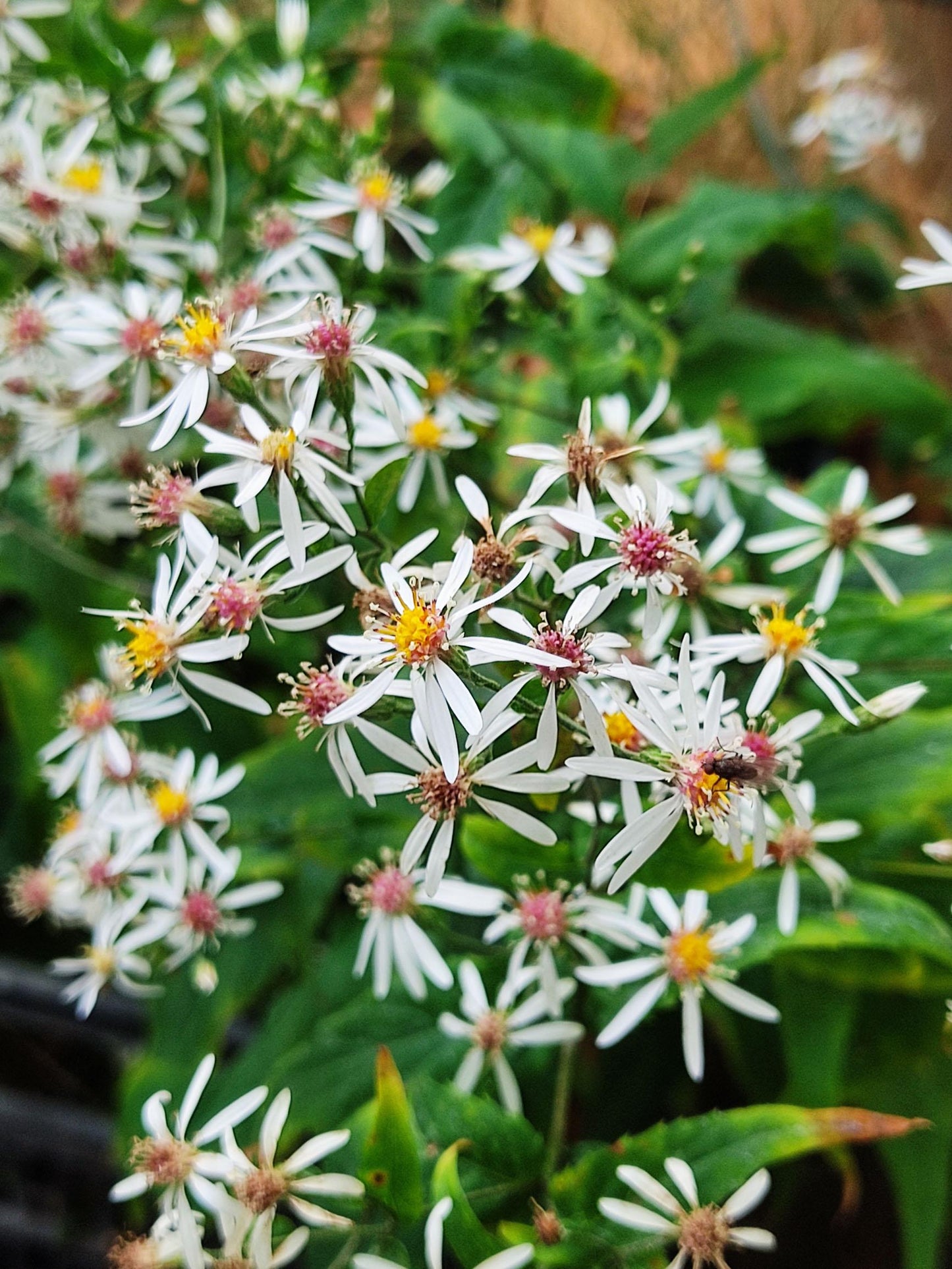 G5013 Aster Divaricatus 11 545ae4c3 9283 4f4e B2ce 9975f56ae5a5 from www redcrocus com