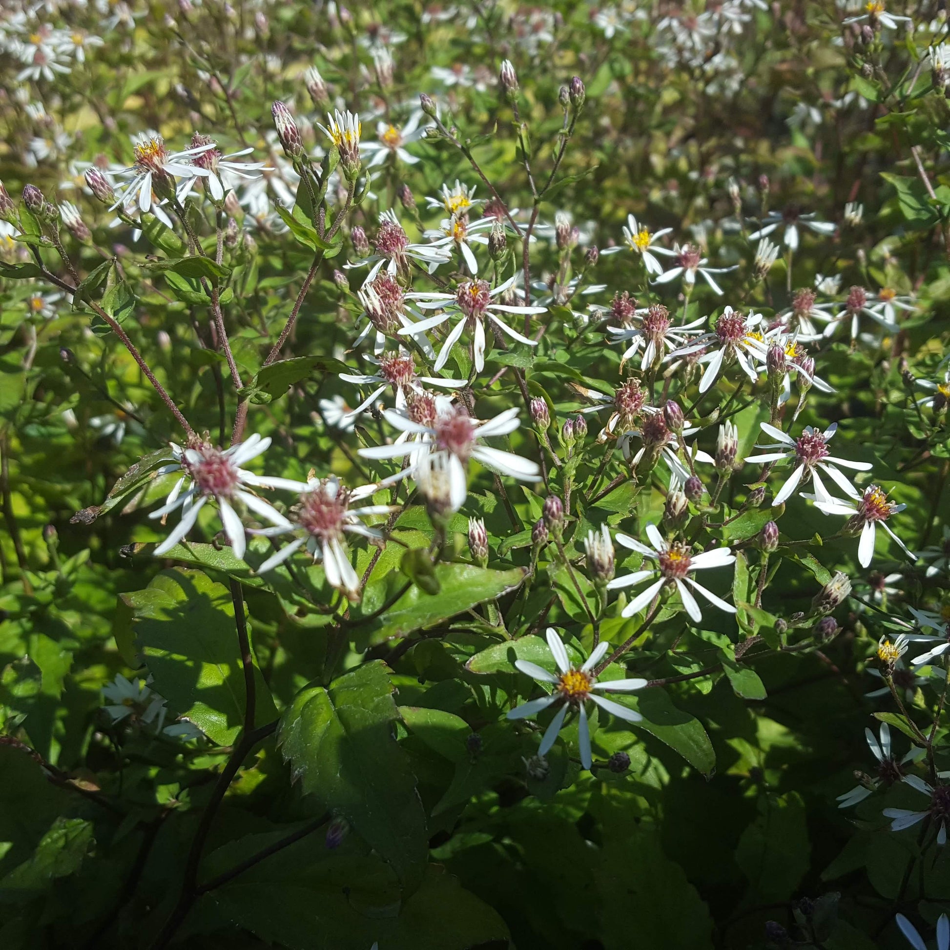 G5013 Aster Divaricatus 12 10c19ef6 909b 419e 9bd7 15e0b31ecbb4 from www redcrocus com