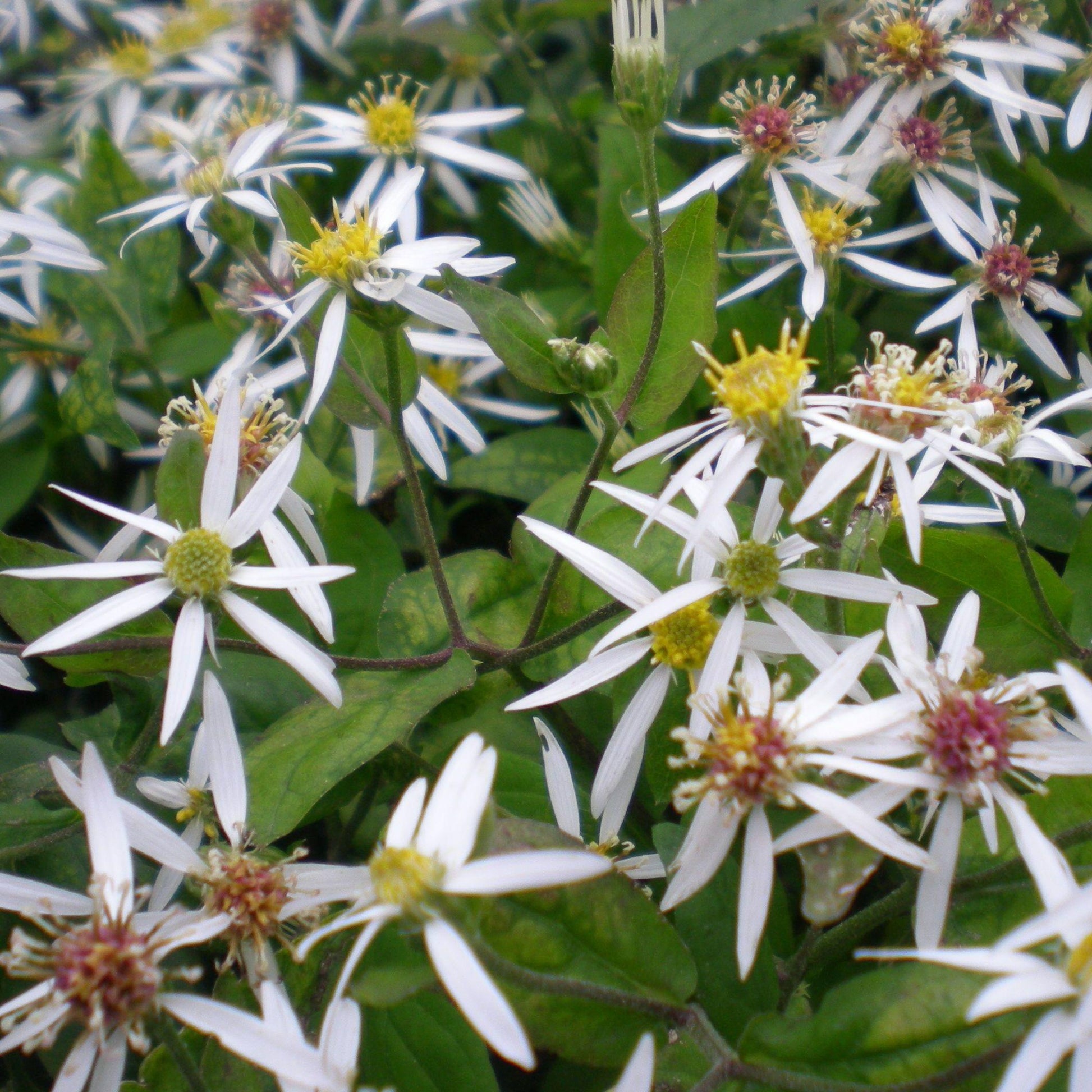 G5013 Aster Divaricatus 14 53521406 7696 4856 9535 584fb8580e12 from www redcrocus com