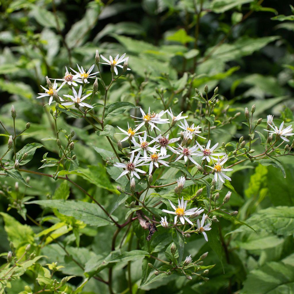 G5013 Aster Divaricatus 16 6fc9ba6b 0faa 4e4e 939c 66685cd9d2f4 from www redcrocus com