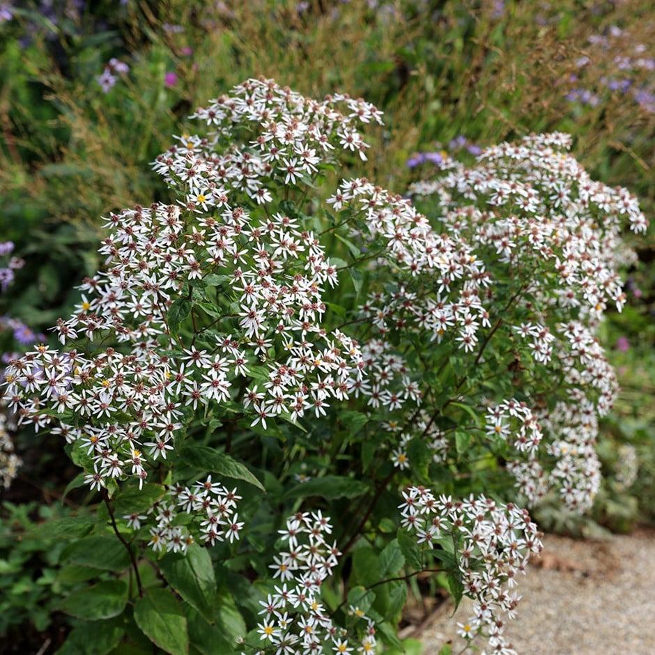 G5013 Aster Divaricatus 17 022412a0 7c0f 46e2 B70e 21091f22fcf5 from www redcrocus com