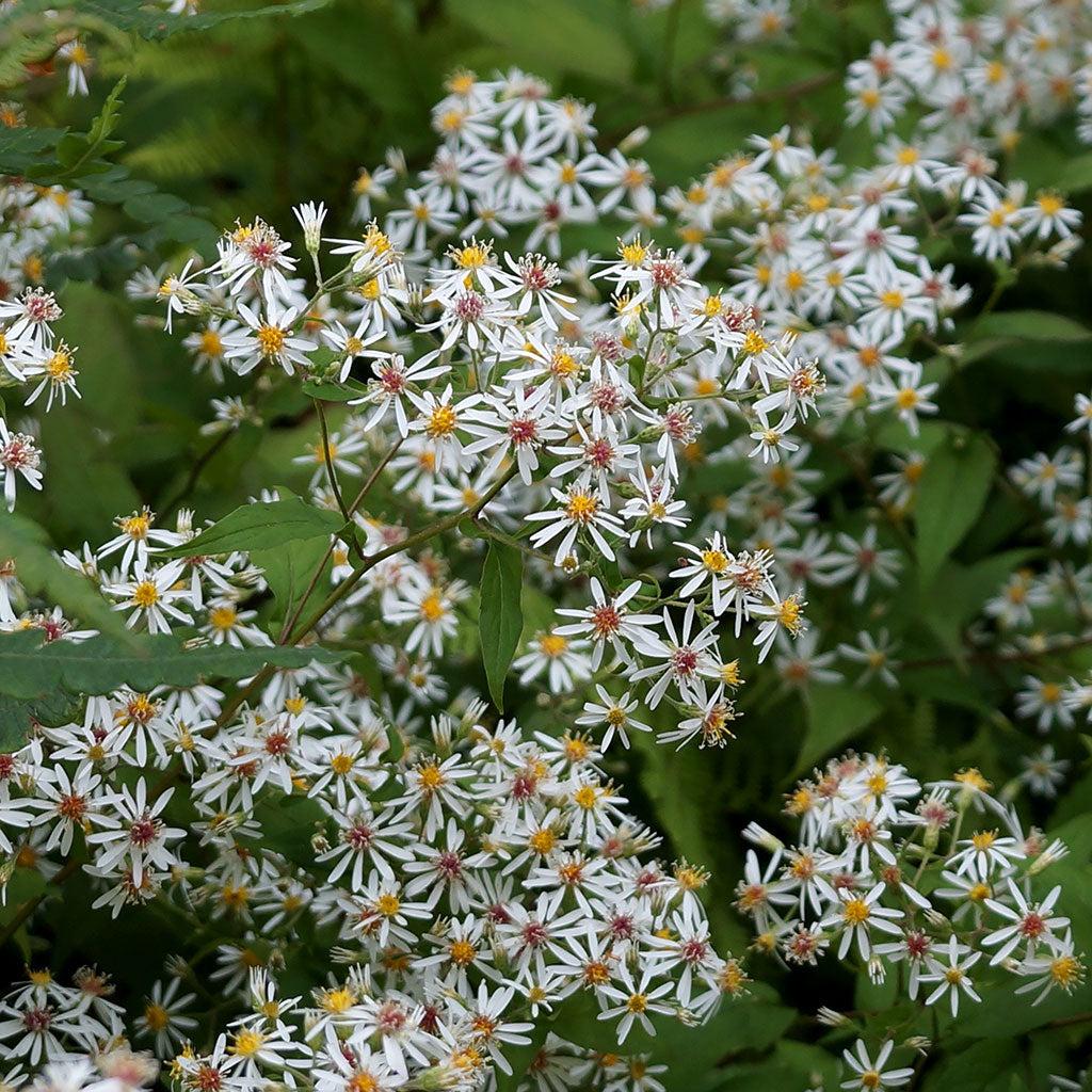 G5013 Aster Divaricatus 18 9fa240de Ef13 47e0 Bb8c 0b6fdce8617c from www redcrocus com
