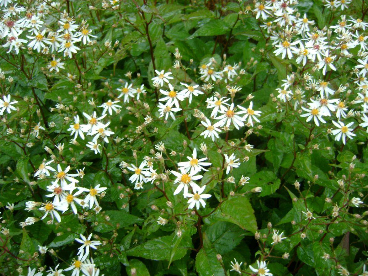 G5013 Aster Divaricatus 19 E64c2321 C4a9 43cd 8a57 B1a3e405e39a from www redcrocus com