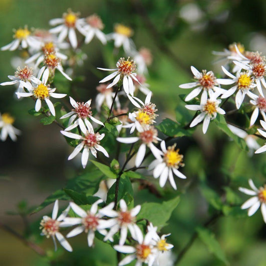 G5013 Aster Divaricatus 1 394ccc1e Eea6 4680 Be94 42c36ab4e3fa from www redcrocus com