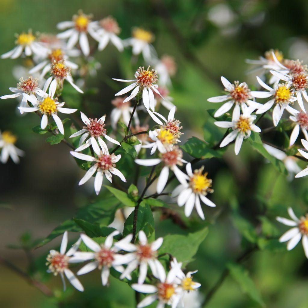G5013 Aster Divaricatus 1 394ccc1e Eea6 4680 Be94 42c36ab4e3fa from www redcrocus com