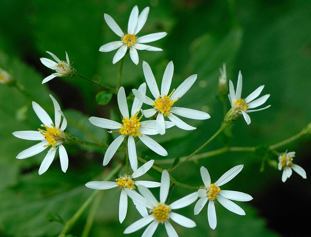 G5013 Aster Divaricatus 2 01bfe770 1177 4a5b 8c39 2f58e1dc4eda from www redcrocus com