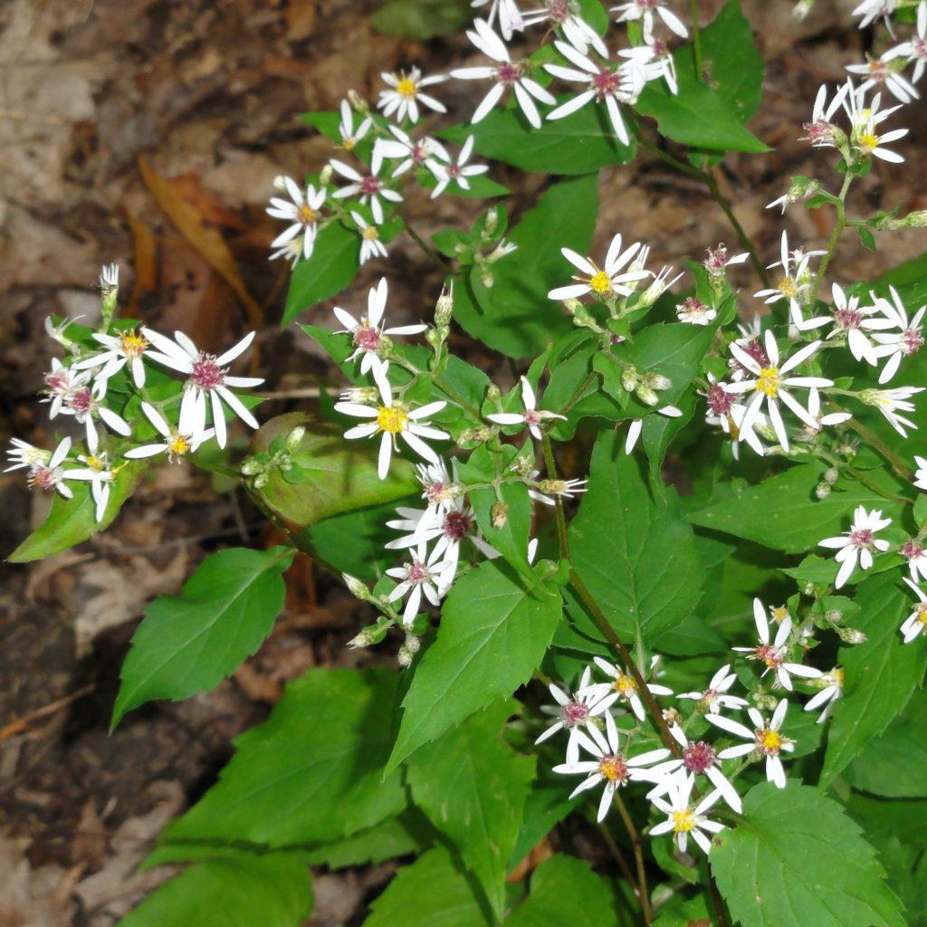 G5013 Aster Divaricatus 3 8723d692 3f79 4490 8e58 9a4e257ed1ac from www redcrocus com
