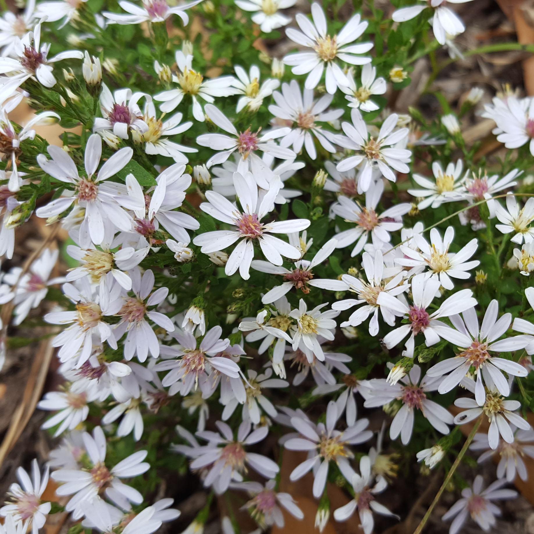 G5013 Aster Divaricatus 4 2a05da5b 5c69 42dd A39d Ef998ed4cd0a from www redcrocus com