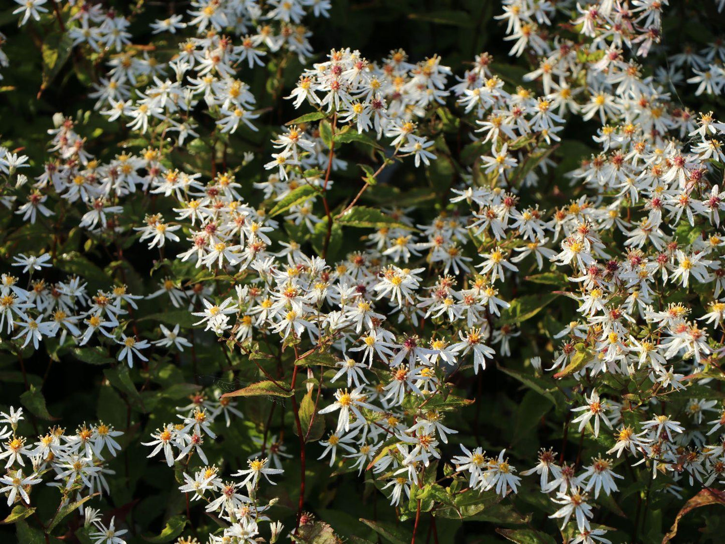 G5013 Aster Divaricatus 5 408ccf8b 6714 4fc8 8b14 4e23b6cb3746 from www redcrocus com