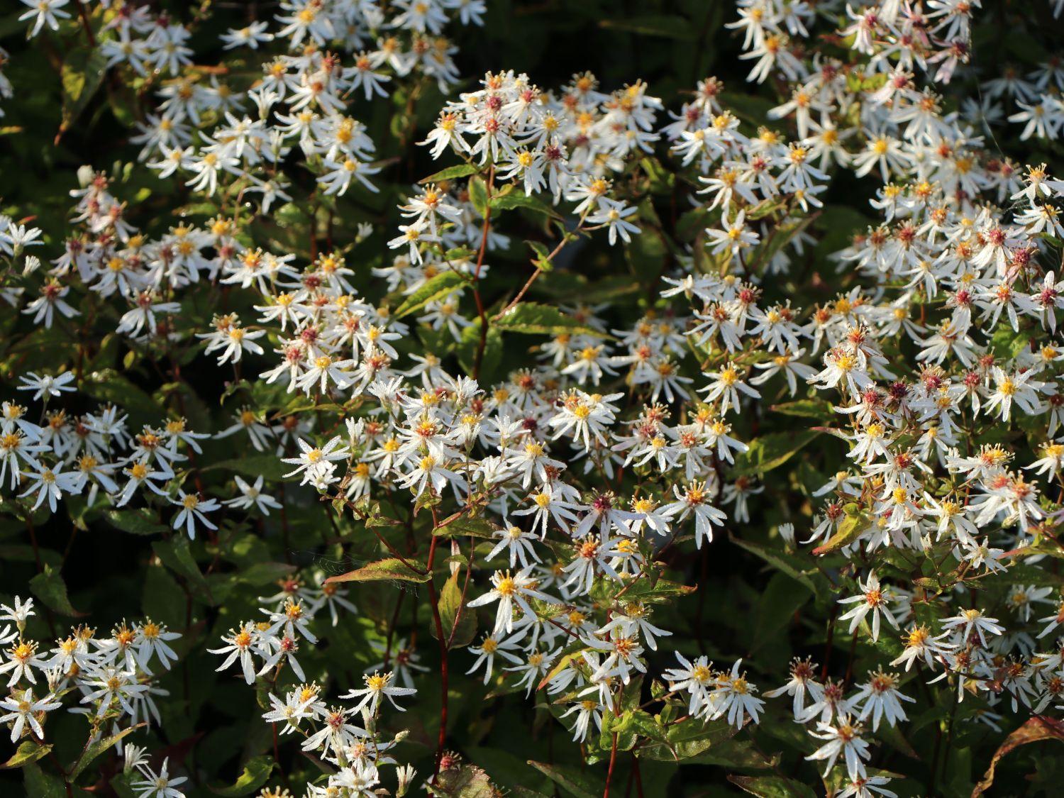 G5013 Aster Divaricatus 5 408ccf8b 6714 4fc8 8b14 4e23b6cb3746 from www redcrocus com