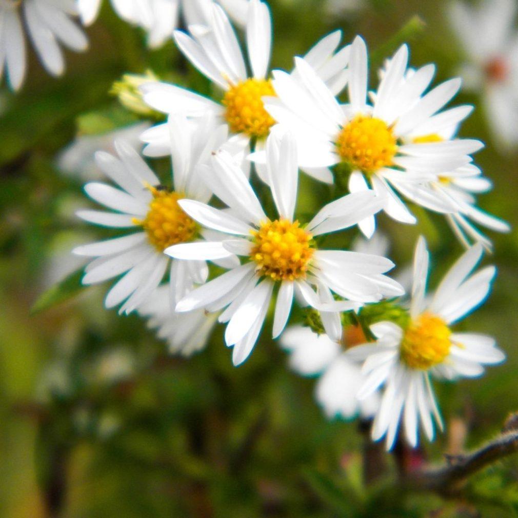 G5013 Aster Divaricatus 6 F55ae24e F73b 4057 Bac6 E7e1b2200874 from www redcrocus com