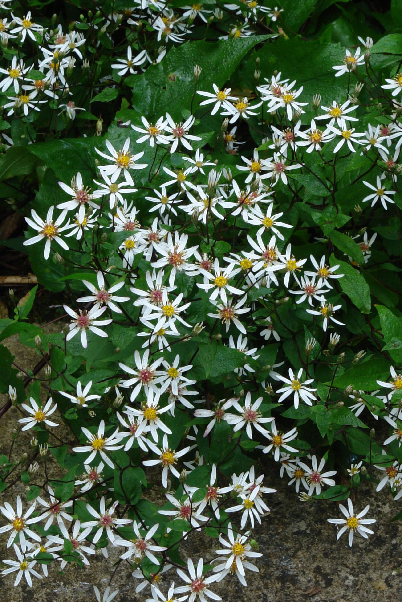 G5013 Aster Divaricatus 7 B61cb5bc A830 4cbe B2fa 9406628d4829 from www redcrocus com