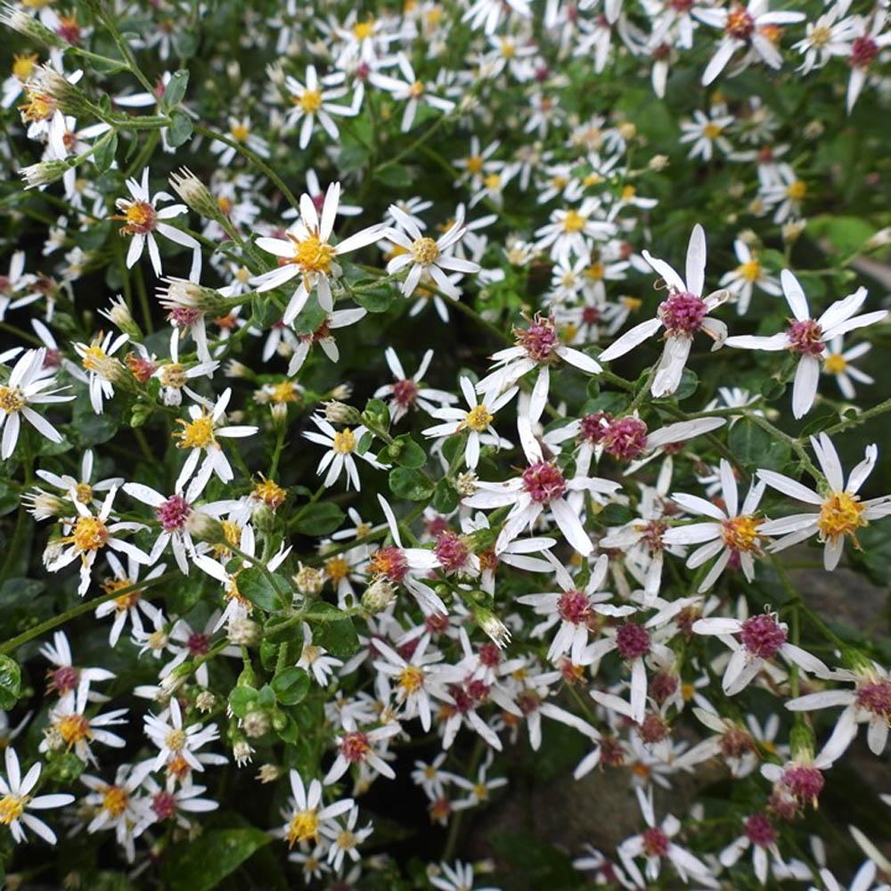 G5013 Aster Divaricatus 8 45f13d95 8111 480c 949d F5aee500aaa5 from www redcrocus com