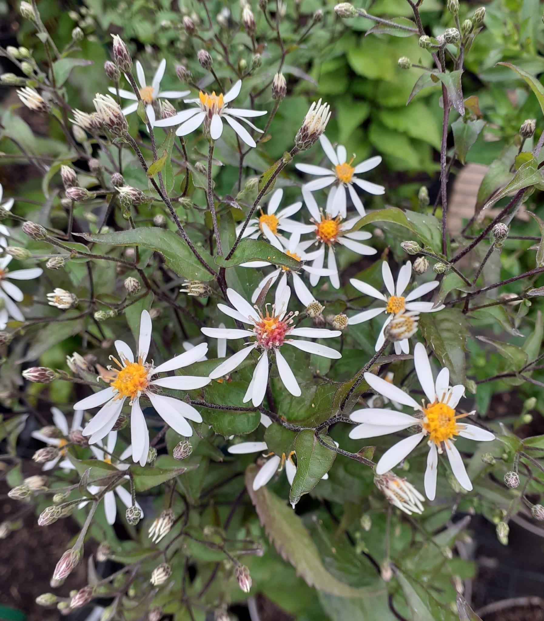 G5013 Aster Divaricatus 9 E7024ea1 526a 4998 8a55 93ca35044c7a from www redcrocus com