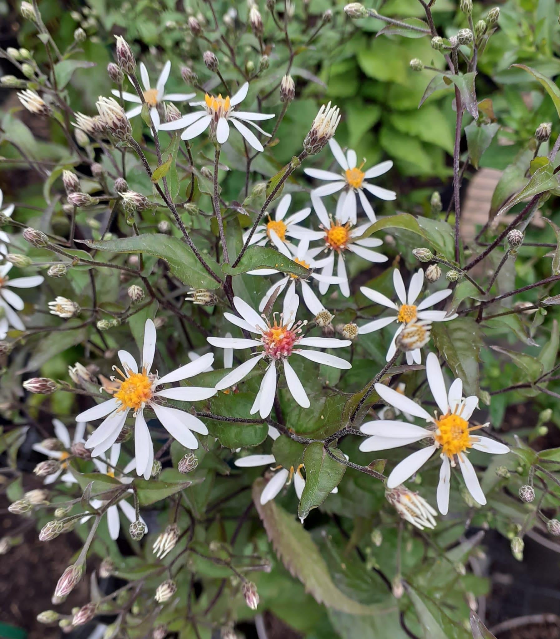 G5013 Aster Divaricatus - View 9 from www redcrocus com