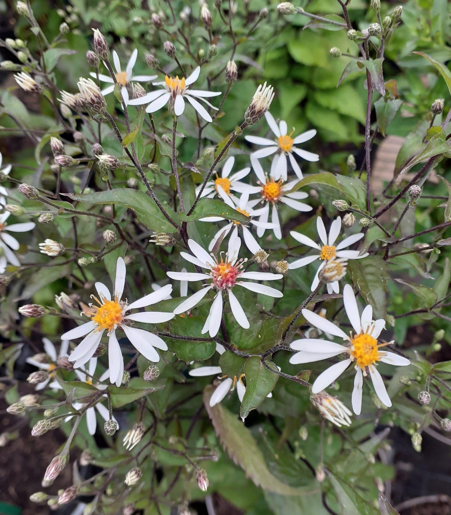 G5013 Aster Divaricatus 9 E7024ea1 526a 4998 8a55 93ca35044c7a from www redcrocus com