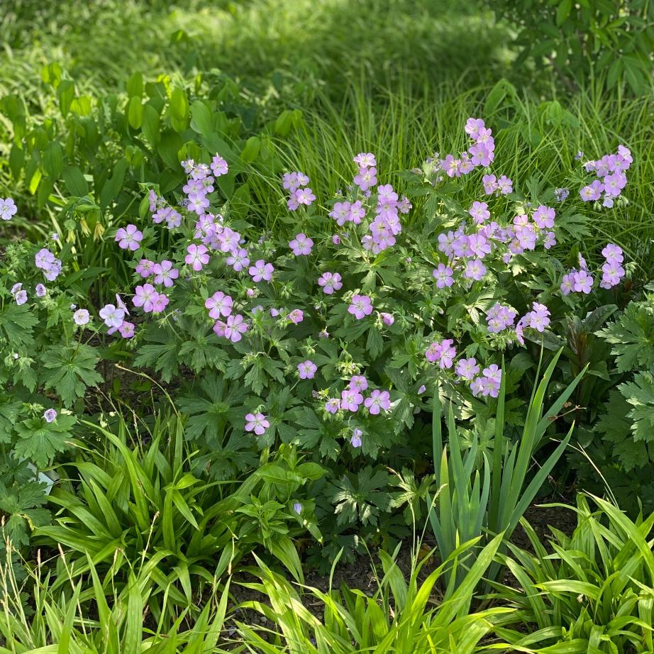 G5015 Geranium Maculatum - View 10 from www redcrocus com