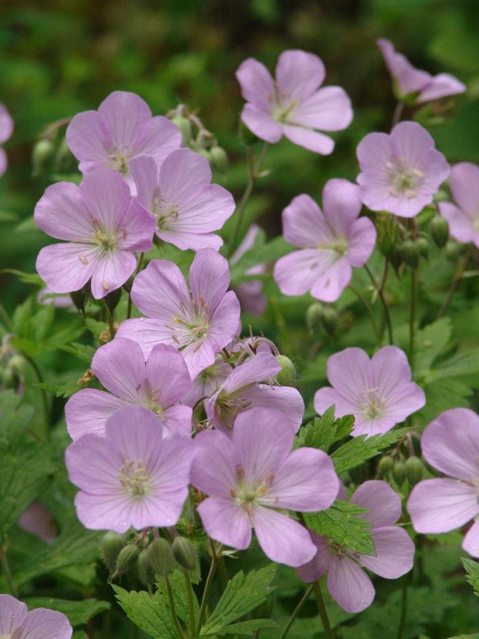 G5015 Geranium Maculatum - View 11 from www redcrocus com