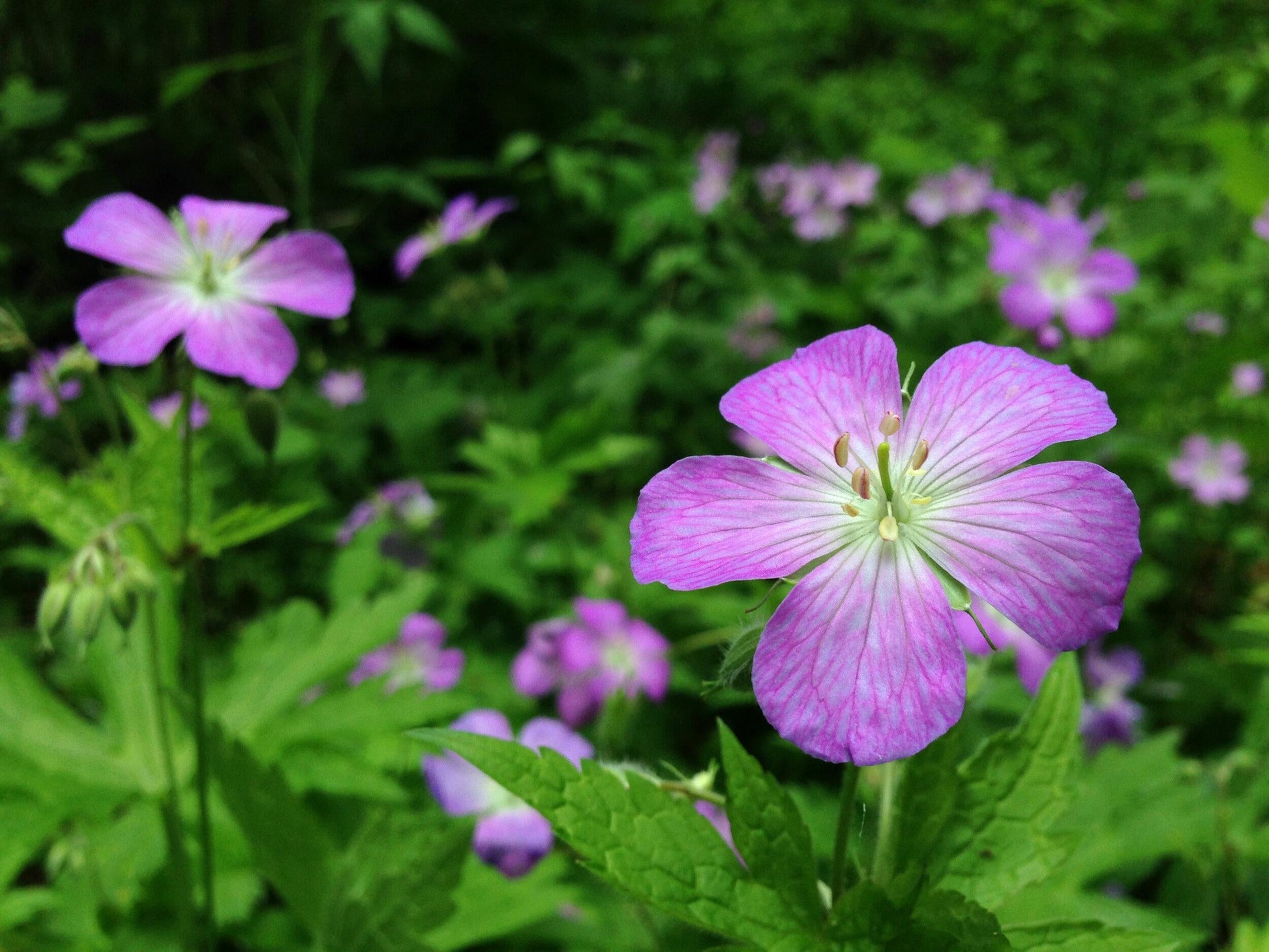 G5015 Geranium Maculatum - View 12 from www redcrocus com