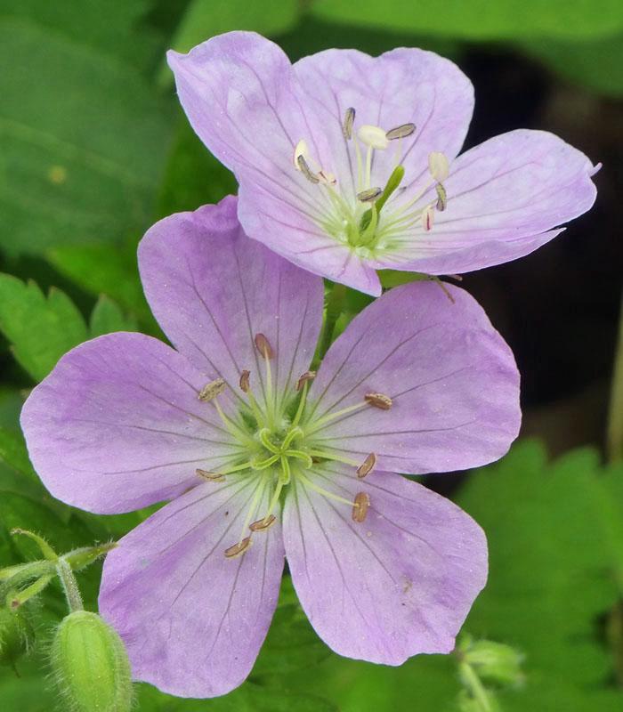 G5015 Geranium Maculatum - View 13 from www redcrocus com