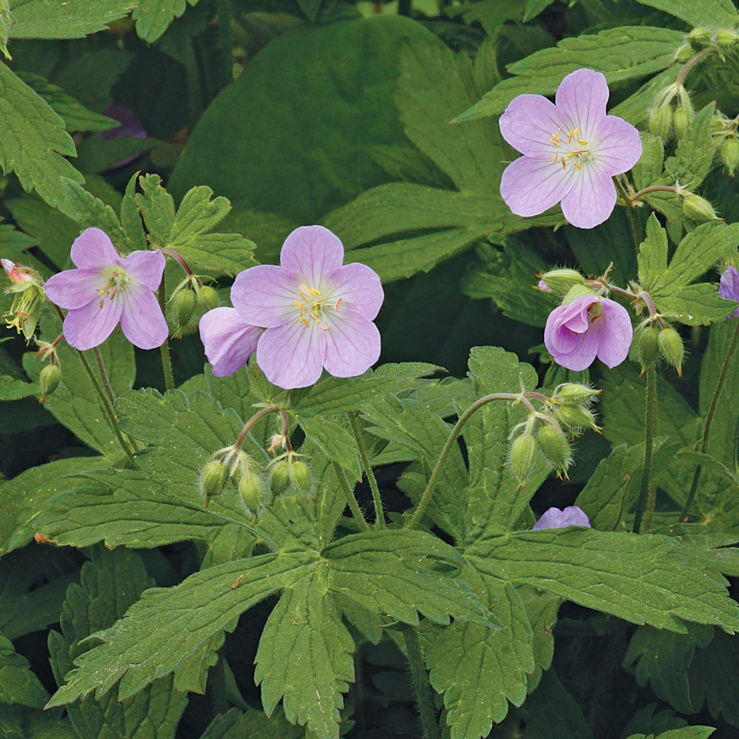 G5015 Geranium Maculatum 14 96edb95d 1691 4cf4 867f Af09e97dc30a from www redcrocus com